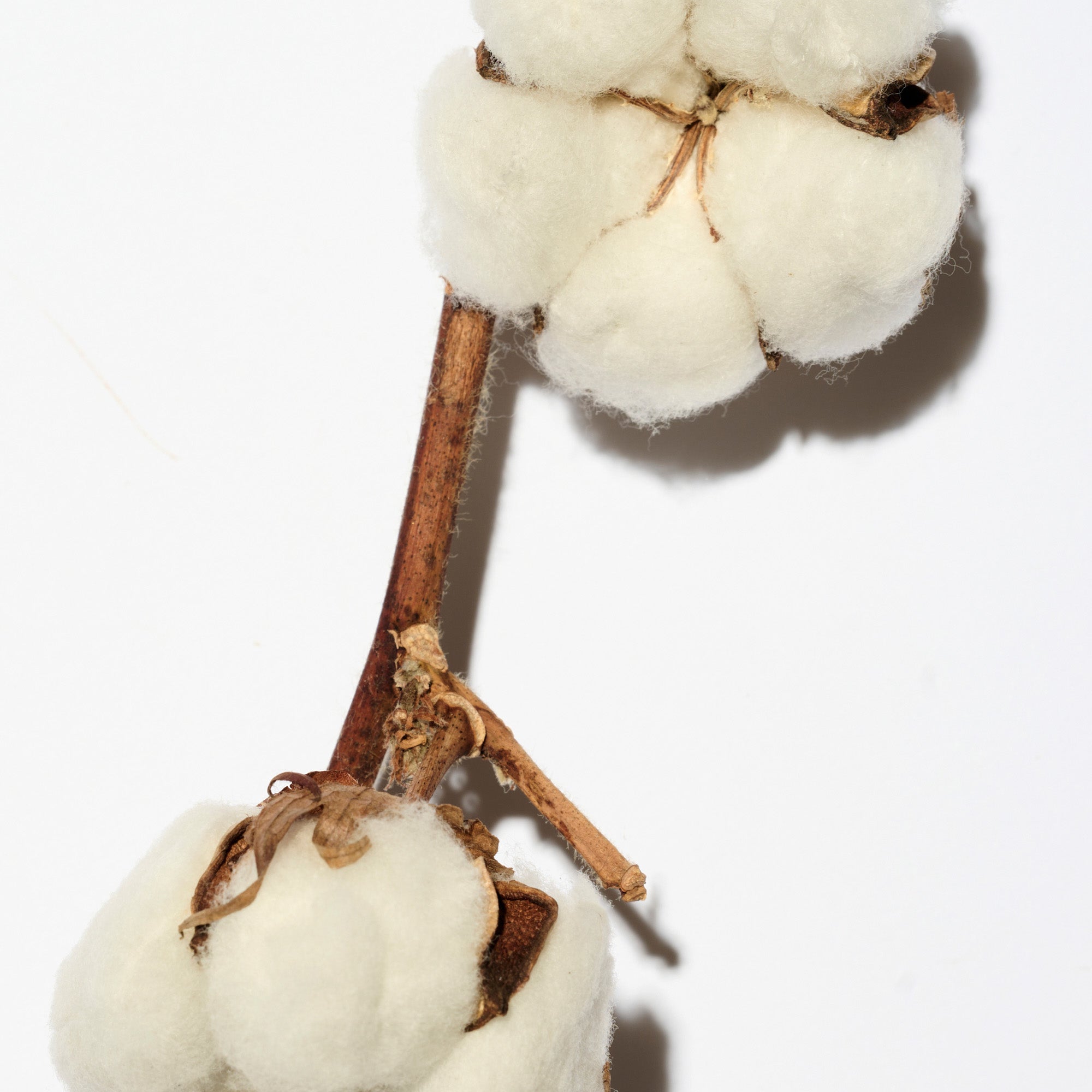 LYNVË SILKY SMOOTH Shampooing capillaire 250 m #5